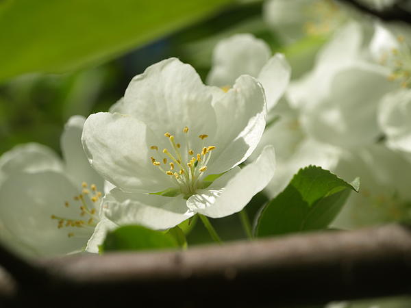 Blossom Photograph